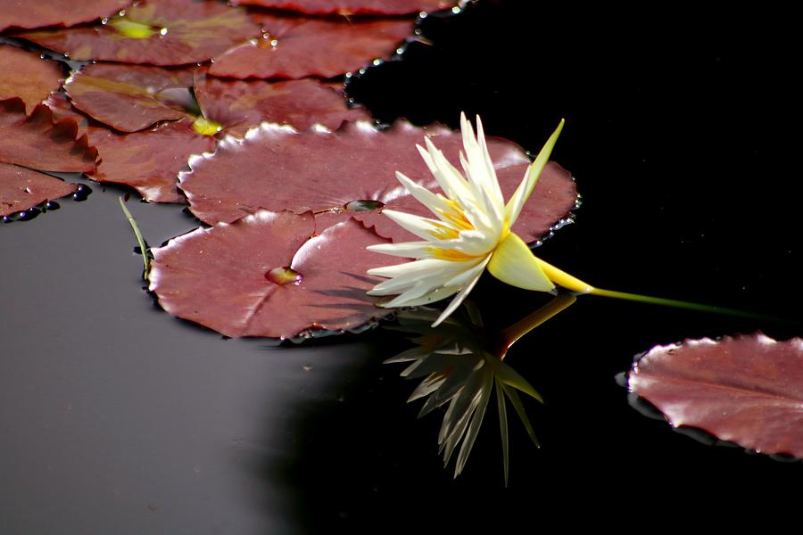 Nymphaea Rhapsody in White Star Water Lily  Photograph by LaDonna McCray