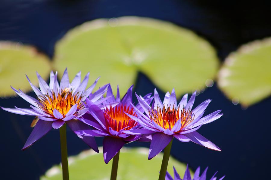 Nymphaea 'Rhonda Kay' Tropical Day Flowering Waterlily Photograph by ...