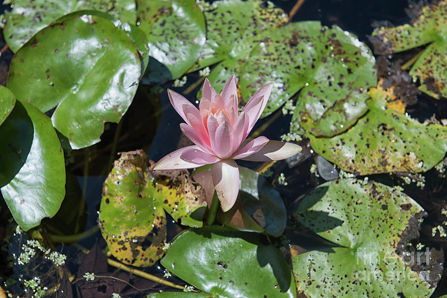 Nymphaeaceae - Water Lilies Flowering Plants Photograph by Dale Powell