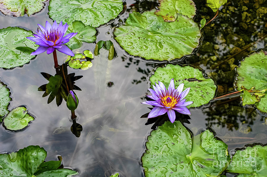 Nymphaeaceae Water Lily in Reiman Gardens Photograph by Bob Phillips