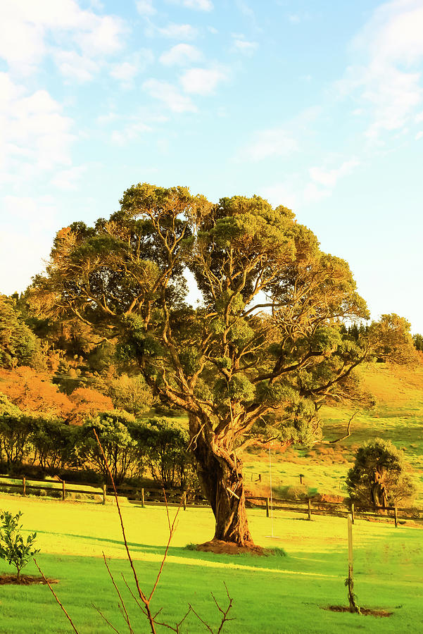NZ Tree in the Sunrise Photograph by John Marr