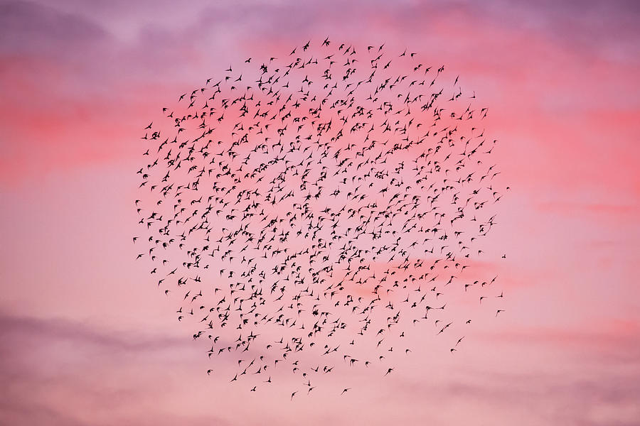 Starlings Photograph - O - Starling Murmuration by Roeselien Raimond