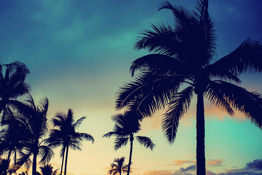 Oahu Hawaii Tranquil Blue and Pink Sunset with Palm Trees Photograph by ...