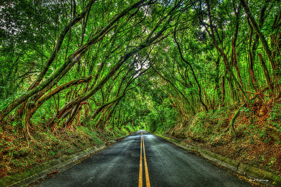 Oahu Hawaii Tree Tunnel 2 Nu'uanu Pali Drive Landscape Tree Art ...