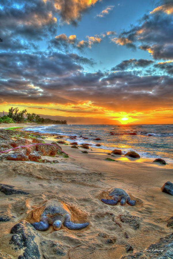 Oahu HI A Resting Place 8 Turtle Beach Sunset Hawaiian Honu Turtles Wildlife Landscape Seascape Art Photograph by Reid Callaway
