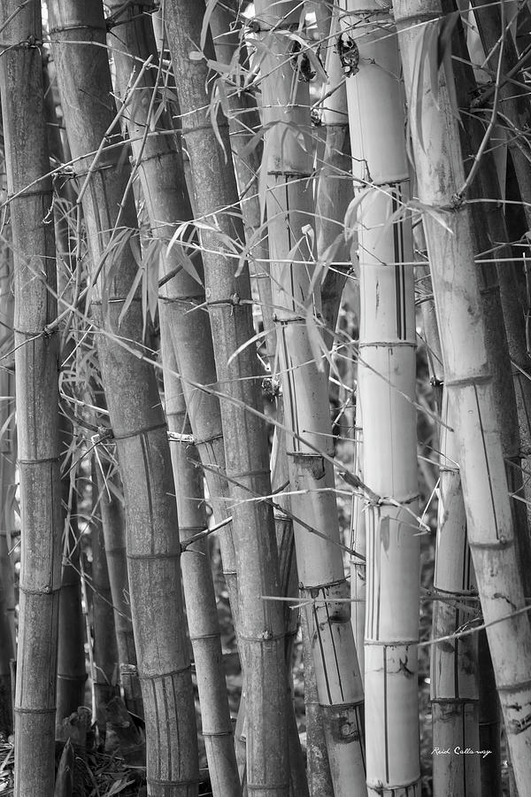 Oahu HI Bamboo Stalks B W Wildlife Tree Art Photograph by Reid Callaway