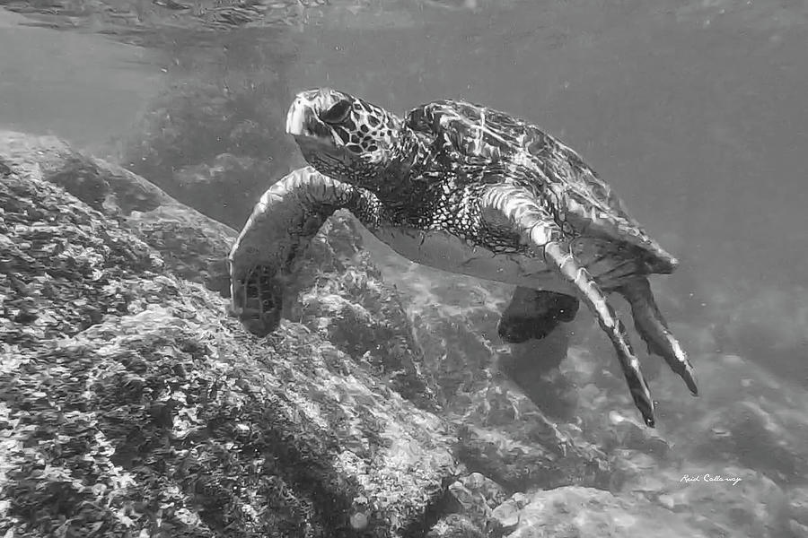 Oahu HI Green Hawaiian Sea Turtle BW North Shore Turtle Beach Wildlife Seascape Art Photograph by Reid Callaway