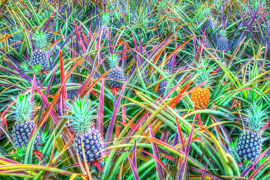 Oahu HI Pineapples Close Up Dole Plantation Wahiawa Hawaii Agricultural Farming Landscape Art Photograph by Reid Callaway