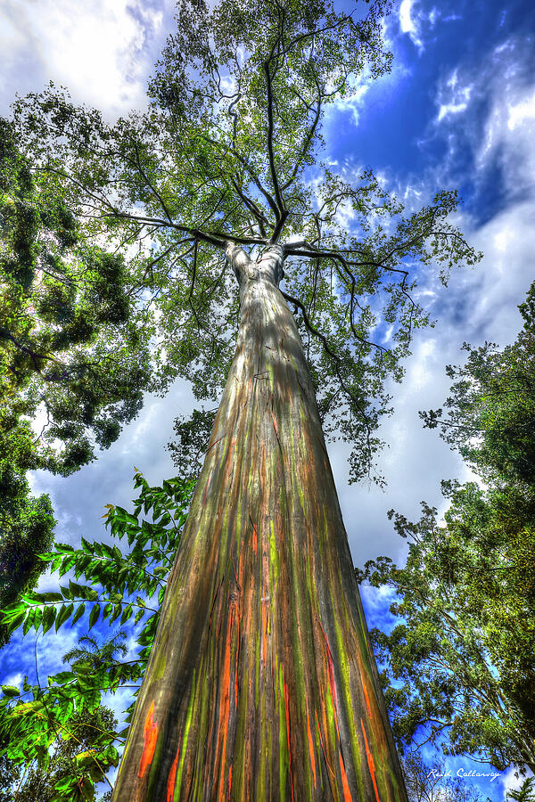 Oahu HI Rainbow Eucalyptus Tree Wahiawa Botanical Garden Forestry Art  Photograph by Reid Callaway