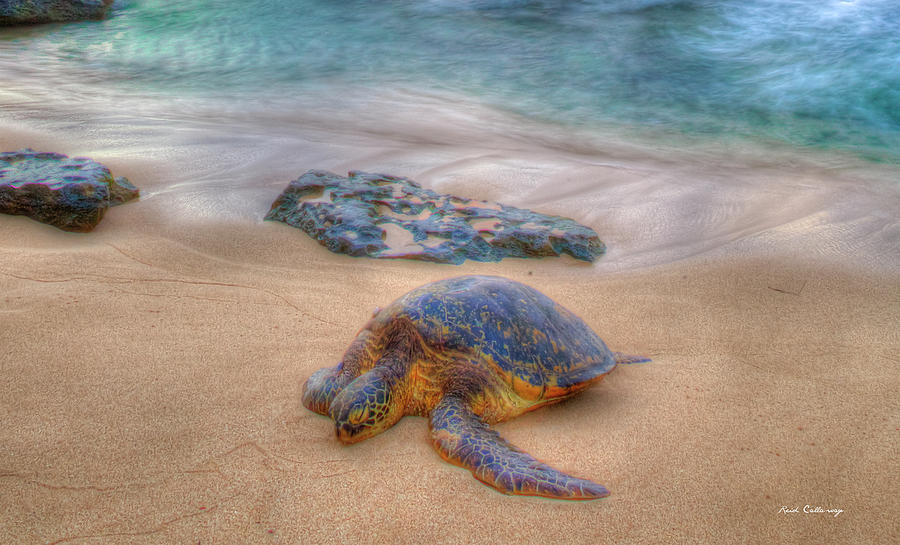 Oahu HI Sleeping In Hawaii North Shore Sea Turtle Wildlife Seascape Art Photograph by Reid Callaway