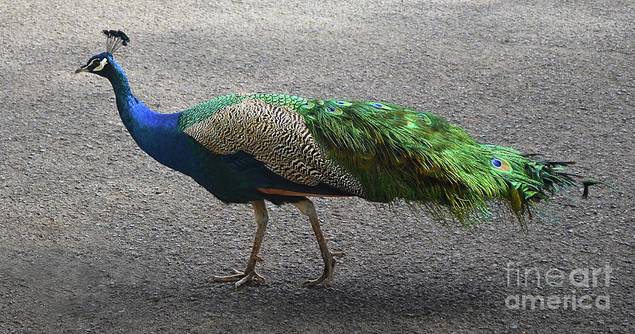 Oahu Peacock Photograph by Ron Long