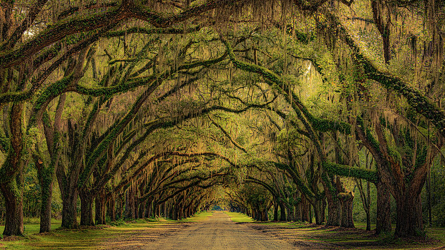 Oak Alley at Wormsloe Photograph by David Downs