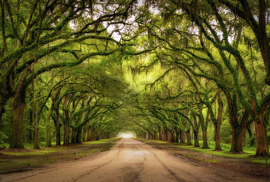Oak Alley at Wormsloe Historic Site Photograph by Carolyn Derstine