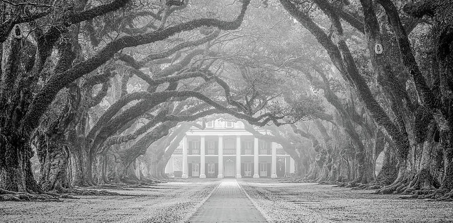 Oak Alley fog Photograph by Andy Crawford