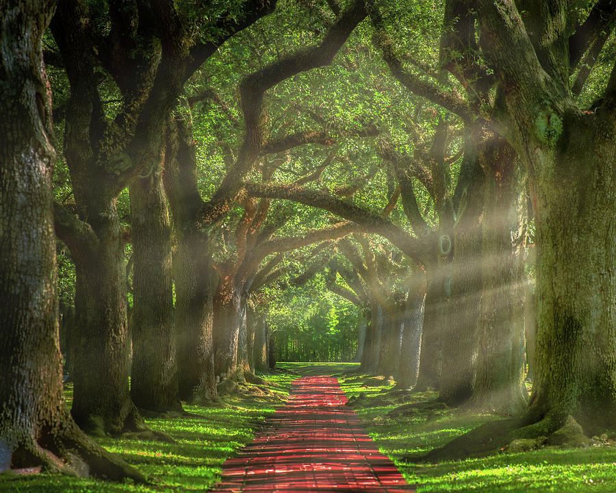 Houston Photograph - Oak Alley, Houston  by Mikes Nature