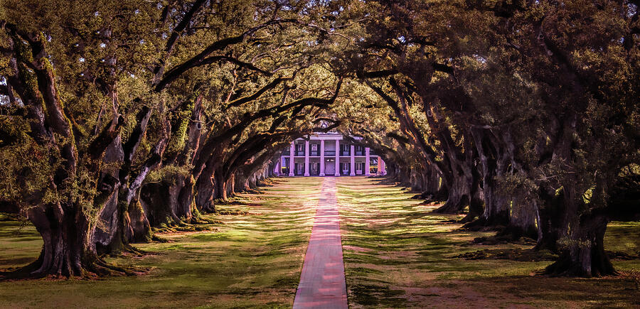 Oak Alley Tunnel Photograph By Norma Brandsberg Fine Art America