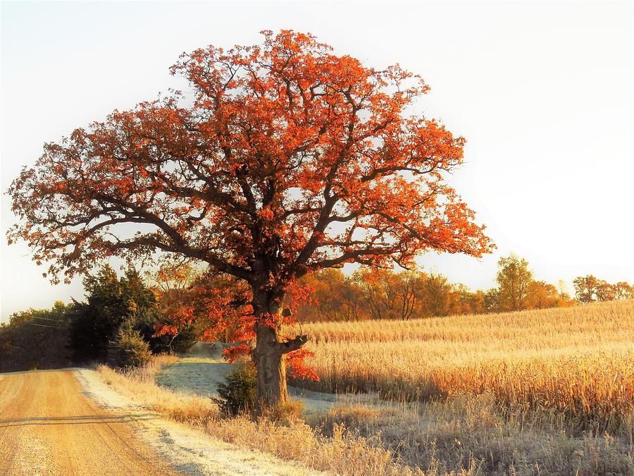Oak Along a Rural Road  Photograph by Lori Frisch