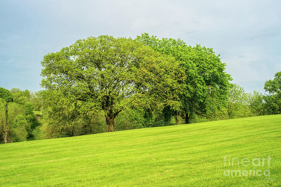 Oak And Elm Trees On A Hill Photograph by Jennifer White