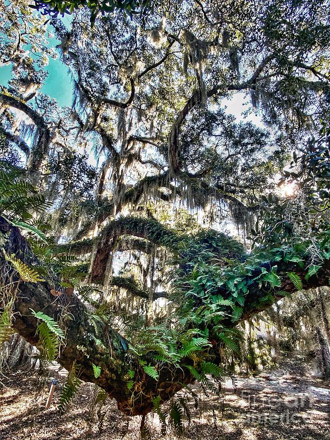 Oak and Ferns Photograph by David Jensen - Fine Art America