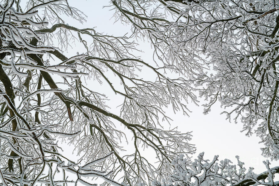 Oak and Snow Branches Pattern Photograph by Tim Gainey