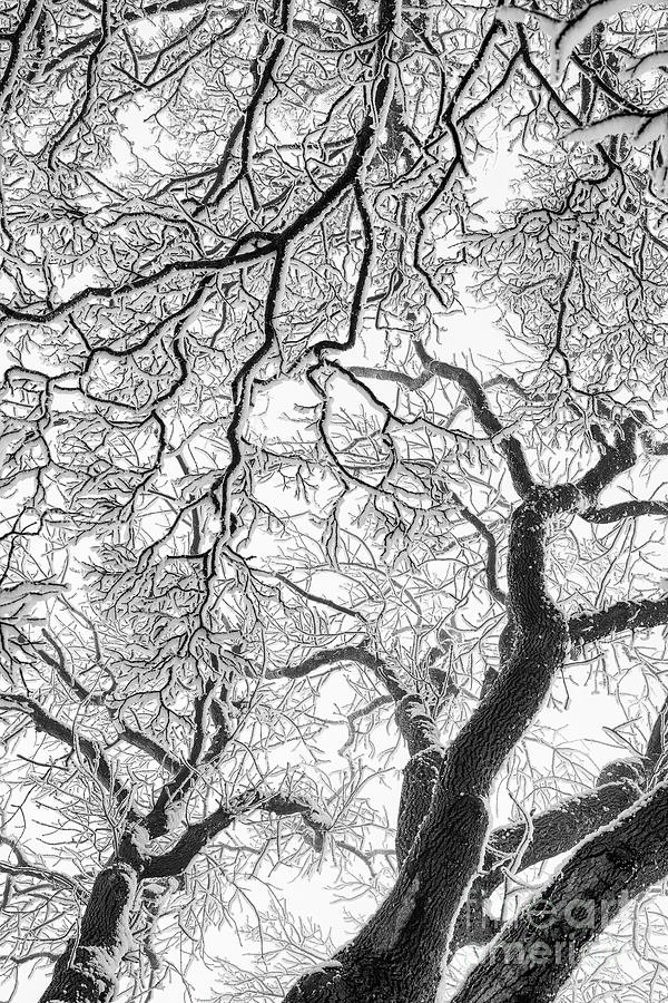 Oak and Snow Monochrome Photograph by Tim Gainey
