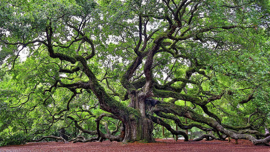 Oak Angel Tree in Charleston South Carolina 1 Photograph by James ...