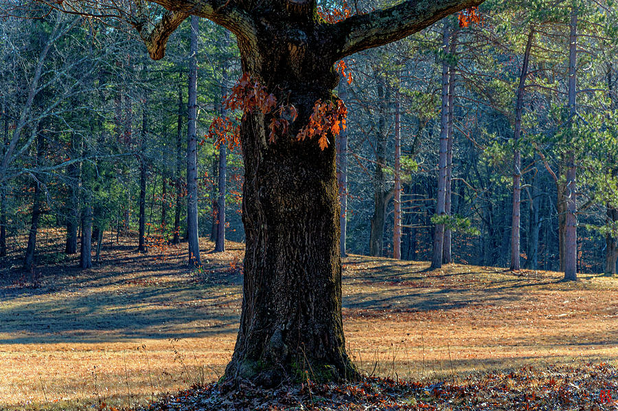 Oak at Maudslay State Park Photograph by Stoney Stone