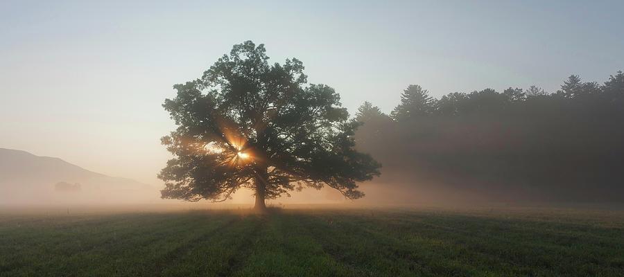 Oak at Sunrise Photograph by Kit Gentry