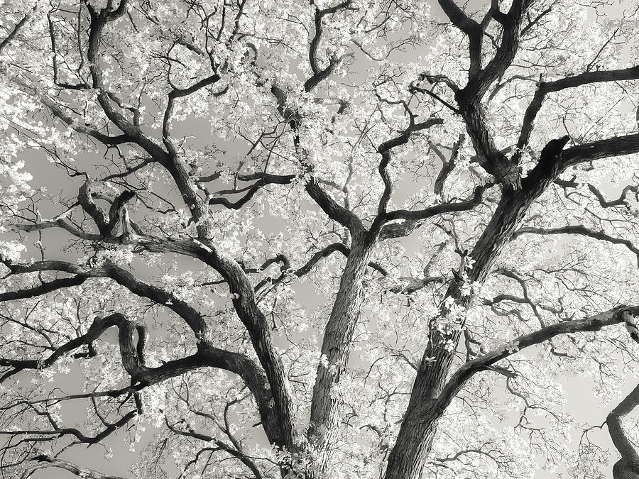 Oak Boughs Photograph by Scott Rackers