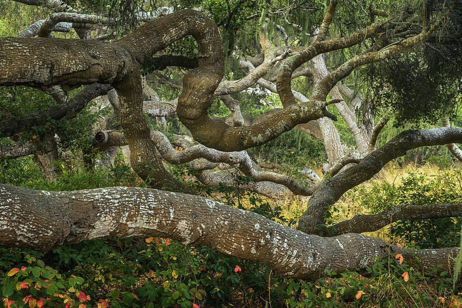 Oak Branch Tentacles Photograph by Alexander Kunz
