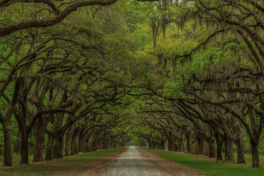 Oak Canopy of Wormsloe plantation Photograph by Clicking With Nature