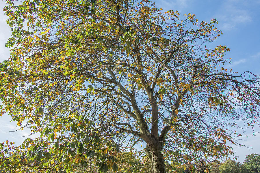 Oak Hill Park Trees Fall 1 Photograph by Edmund Peston
