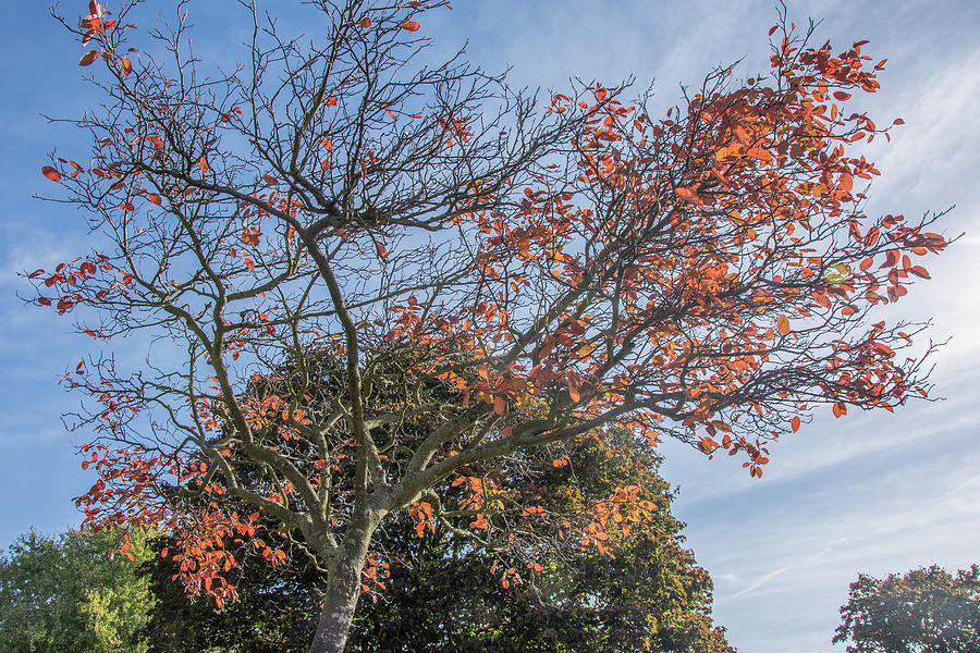 Oak Hill Park Trees Fall 2 Photograph by Edmund Peston