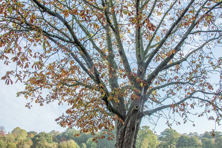 Oak Hill Park Trees Fall 3 Photograph by Edmund Peston