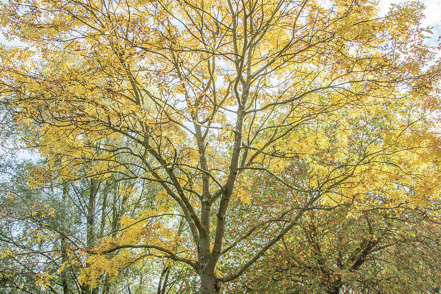 Oak Hill Park Trees Fall 4 Photograph by Edmund Peston