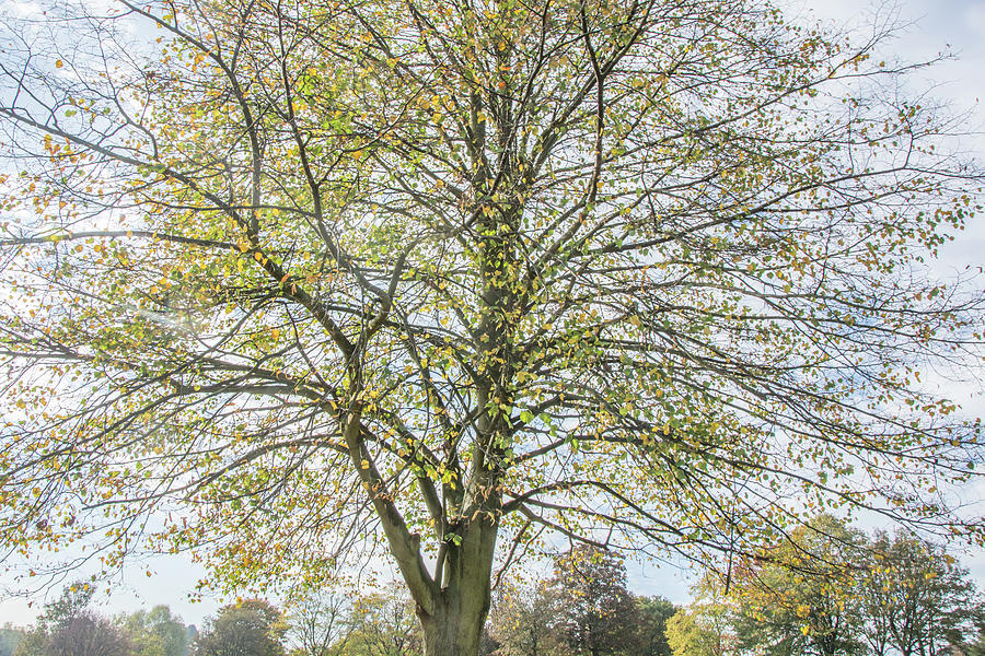 Oak Hill Park Trees Fall 5 Photograph by Edmund Peston