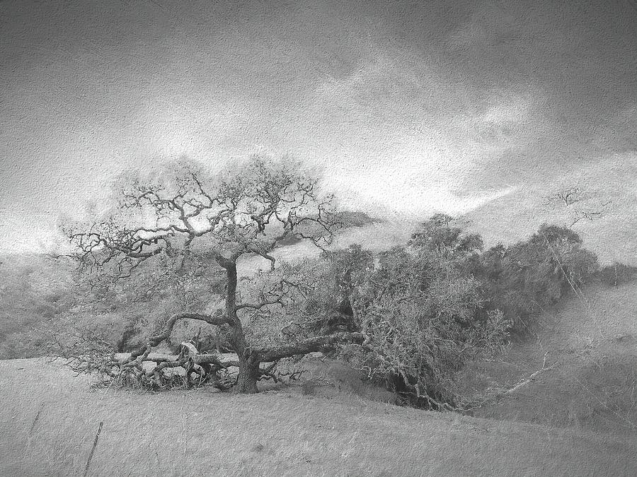Black And White Photograph - Oak Hills - No 4 by Christina Ford
