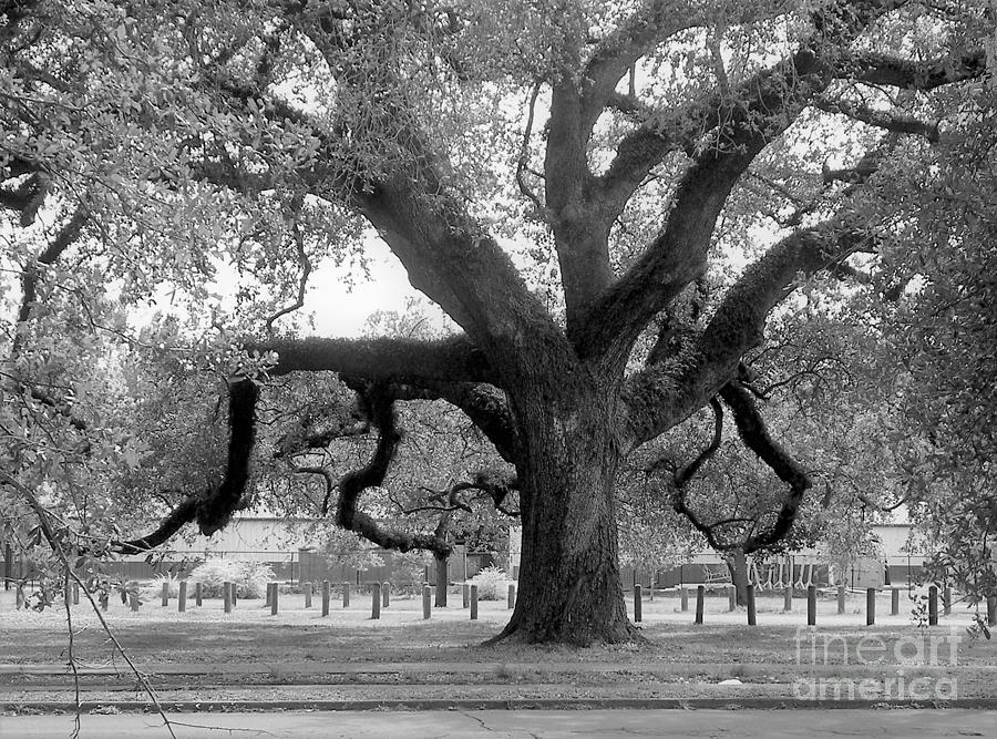 Oak in Audubon Park Photograph by Rosanne Licciardi