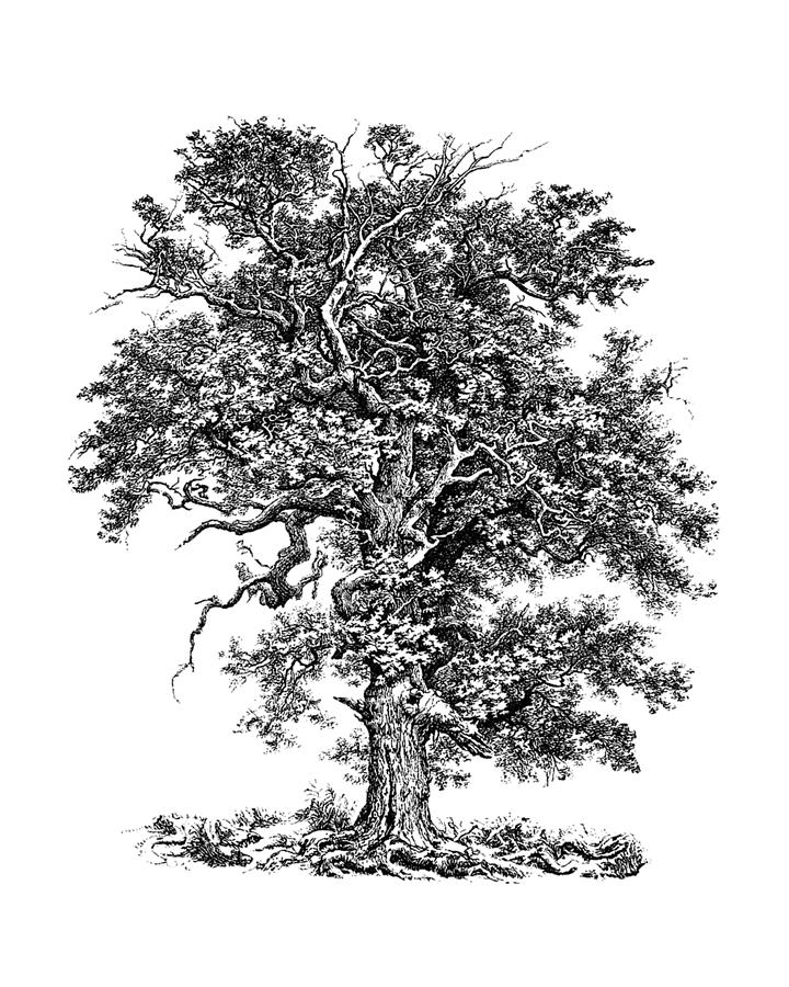 Tree Digital Art - Oak in black and white by Madame Memento