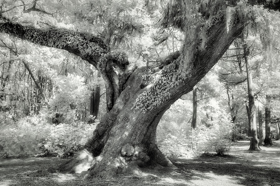 Oak In Infrared Photograph