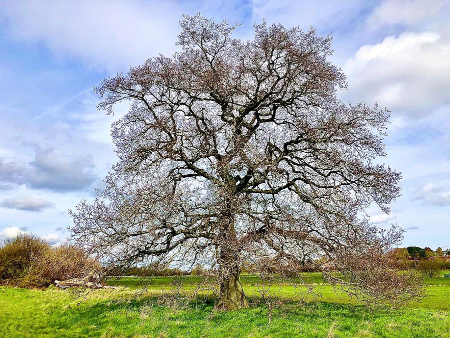 Oak in Memory Photograph by Gordon James