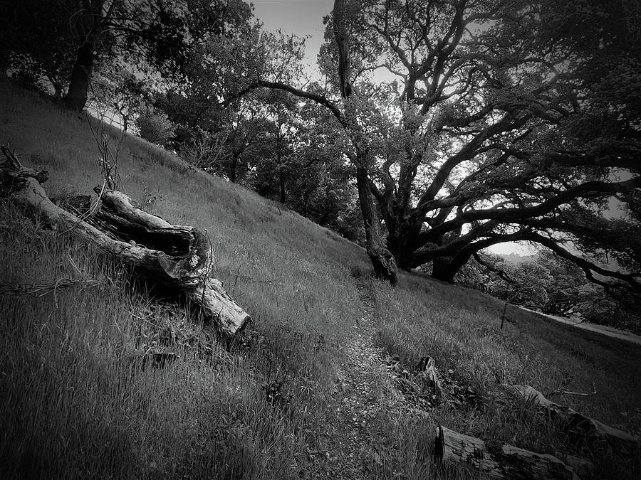 Oak in San Rafael Open Space Photograph by John Parulis