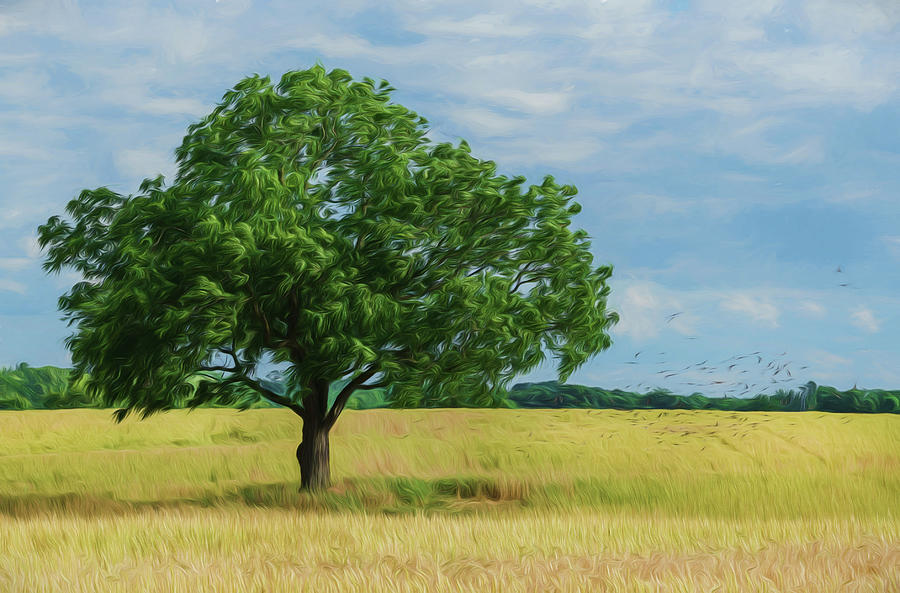 Oak in the field Digital Art by Greg Croasdill