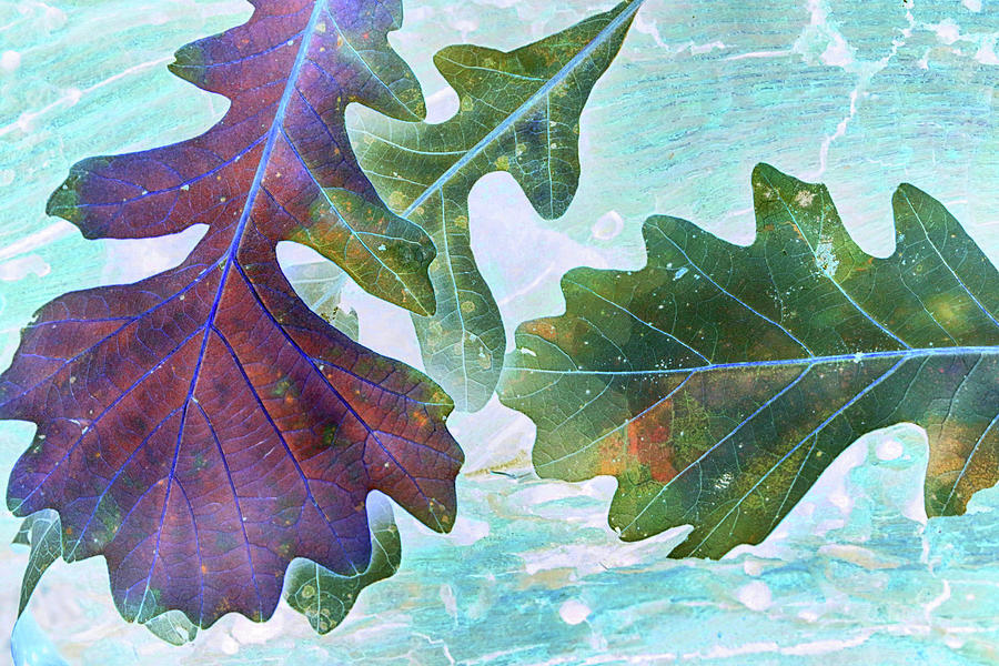 Oak Leaf Abstract 2 110222 Photograph by Mary Bedy