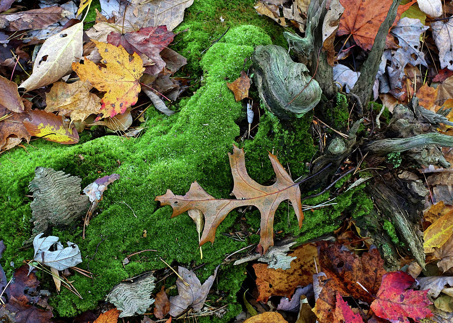Oak Leaf and Green Moss Photograph by Kathi Mirto