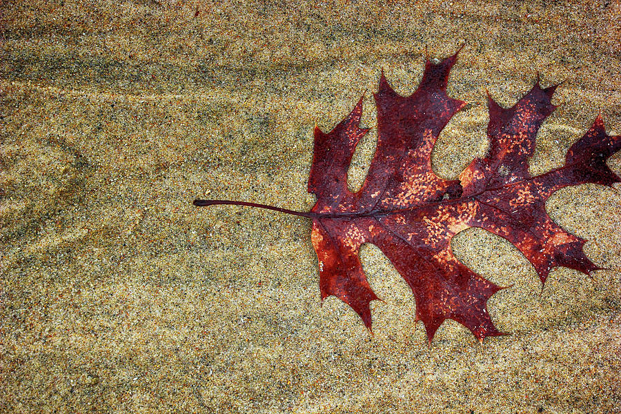 Oak Leaf and Sand 070122 Photograph by Mary Bedy
