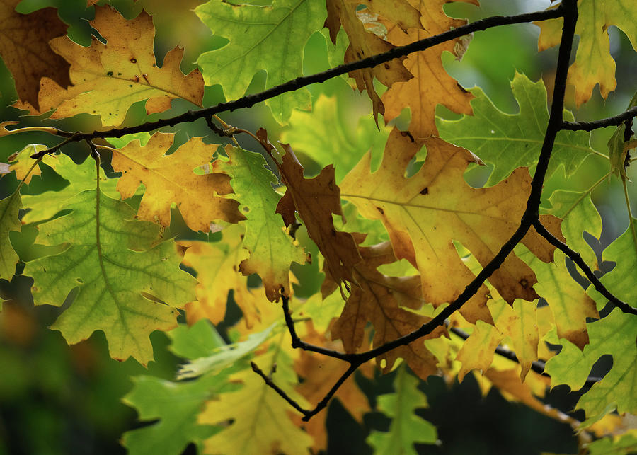 Oak Leaf Canopy Photograph by Brett Harvey