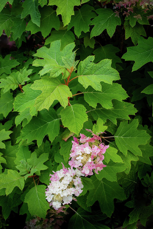 Oak-Leaf Hydrangea Photograph by Tom Brickhouse
