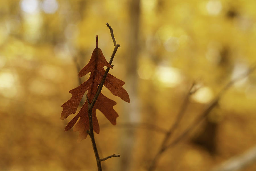 Oak Leaf in Autumn #1 Photograph by Kimberly Mackowski