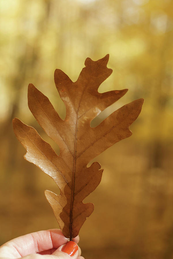 Oak Leaf in Autumn #2 Photograph by Kimberly Mackowski